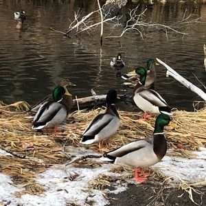 Meet your Posher, Yvette